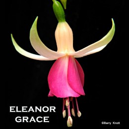 Eleanor Grace